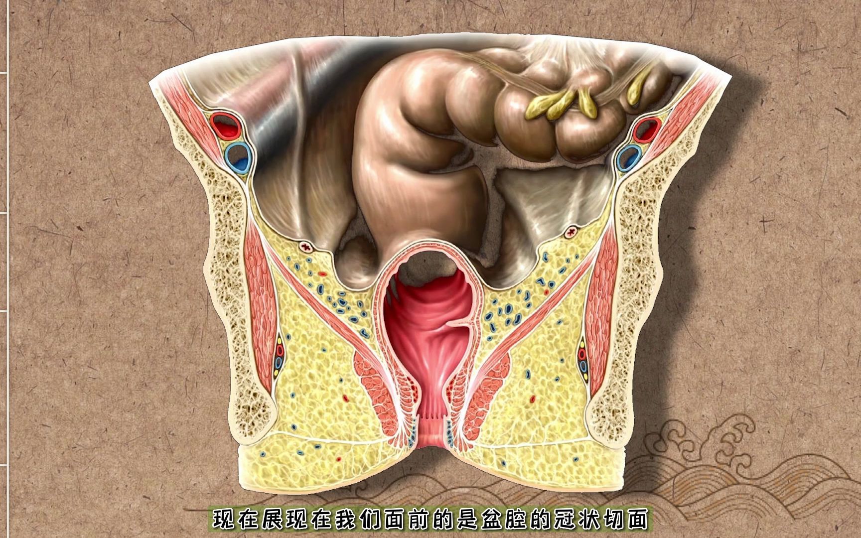 肛门括约肌解剖第7集盆部和会阴3D人体解剖微课哔哩哔哩bilibili