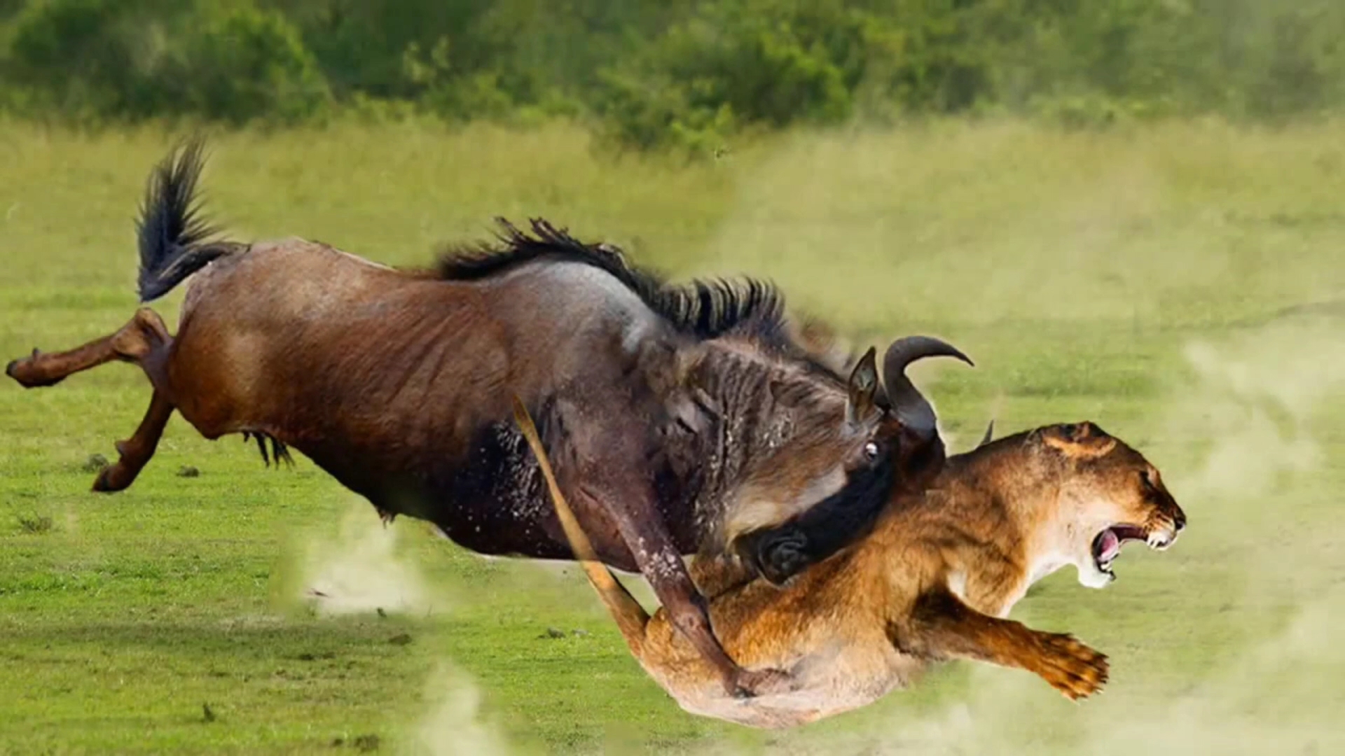野生动物捕猎混剪,狮子猎食_哔哩哔哩_bilibili