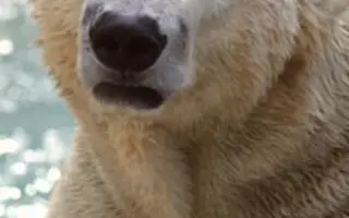 国服第一狗熊 搜索结果 哔哩哔哩 Bilibili