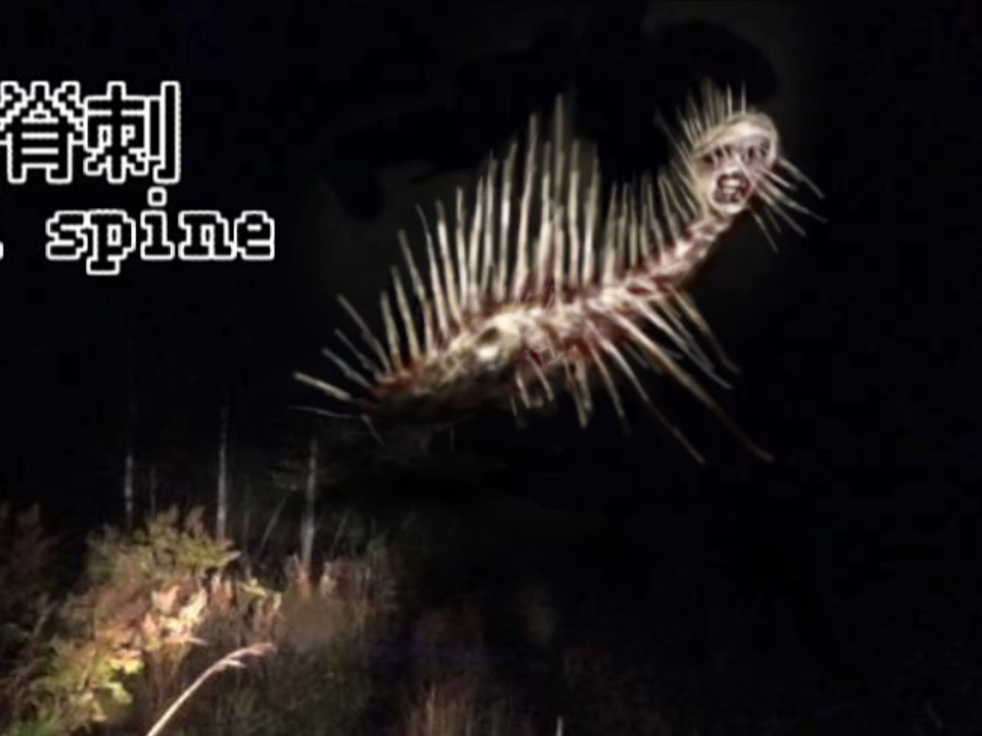 自创生物:病态脊刺morbid spine