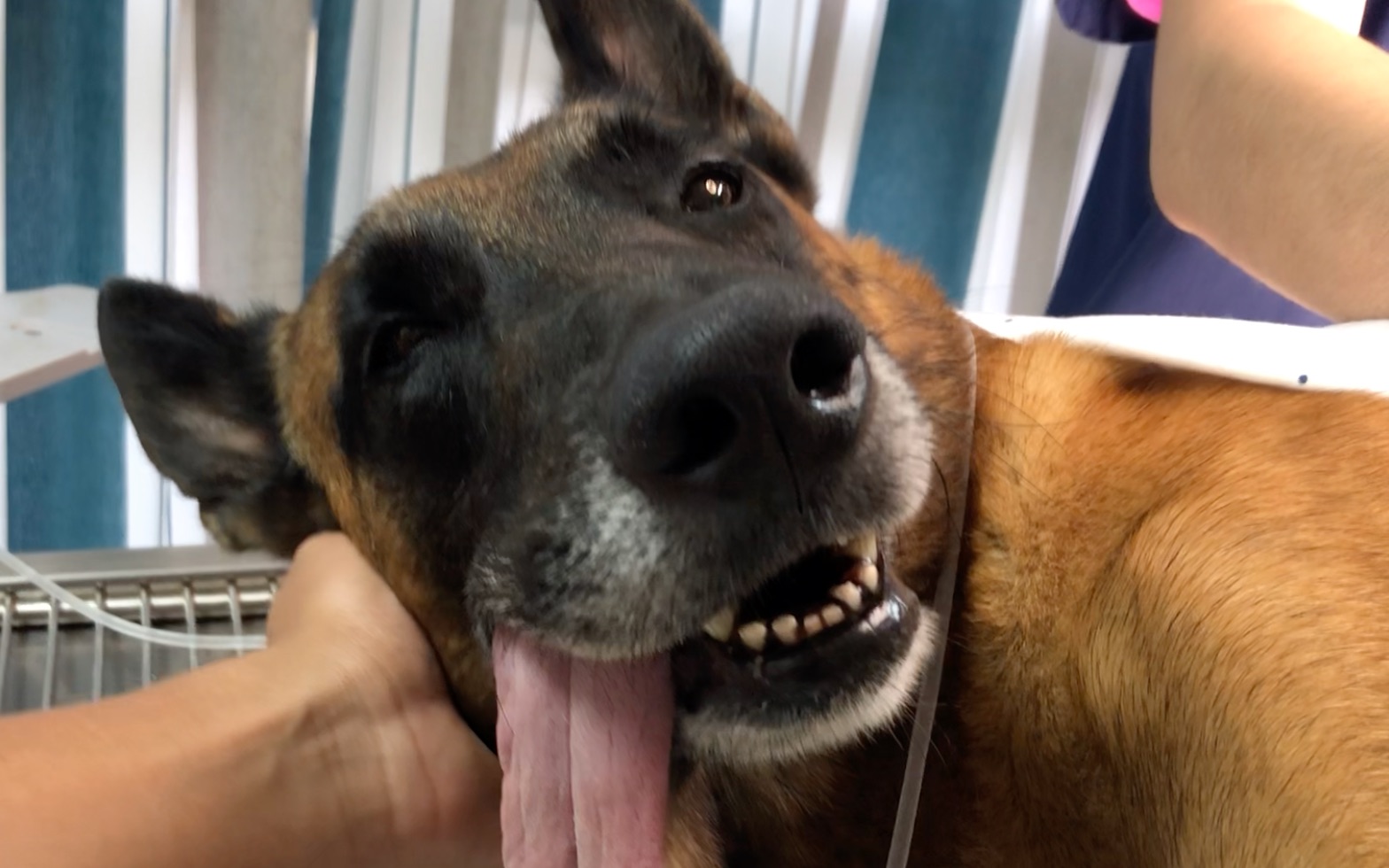 麻醉刚醒的狗子有多蠢萌万念俱灰嘤嘤哭以为自己被切了