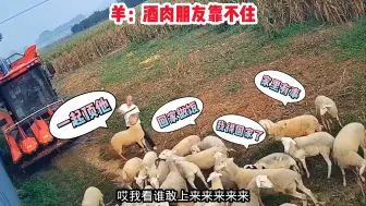 Download Video: 好一招杀鸡儆猴，威慑效果明显