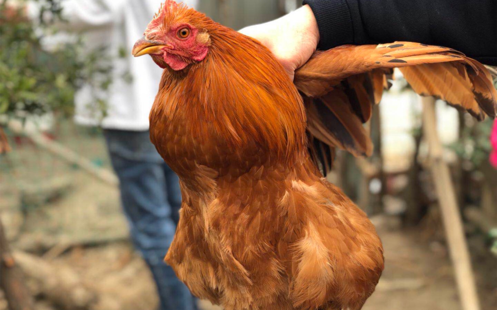 正宗阳山鸡