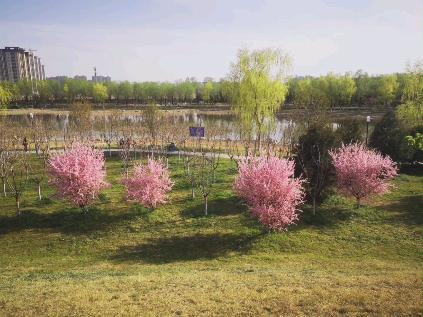 西安草滩紫薇湖