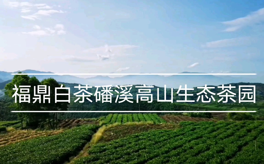 福鼎白茶 福鼎市磻溪镇高山生态茶园景观