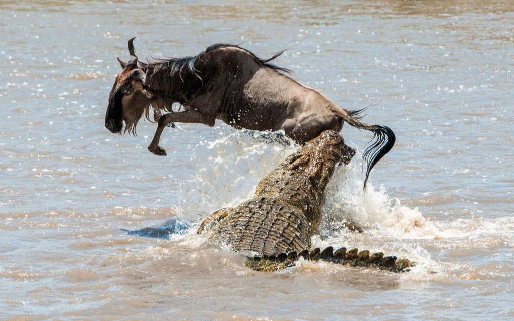 冷血鳄鱼残忍捕食角马,大自然的优胜劣汰法则就是这么残酷!