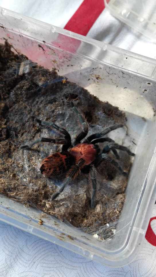 哥斯达黎加老虎尾捕食