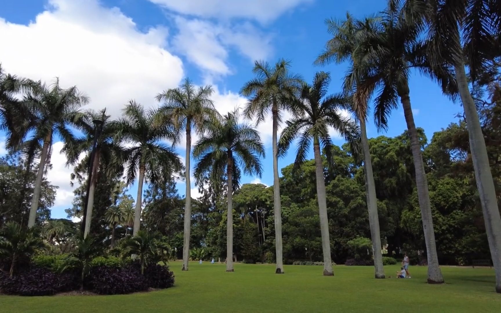 漫步澳大利亚布里斯班植物园