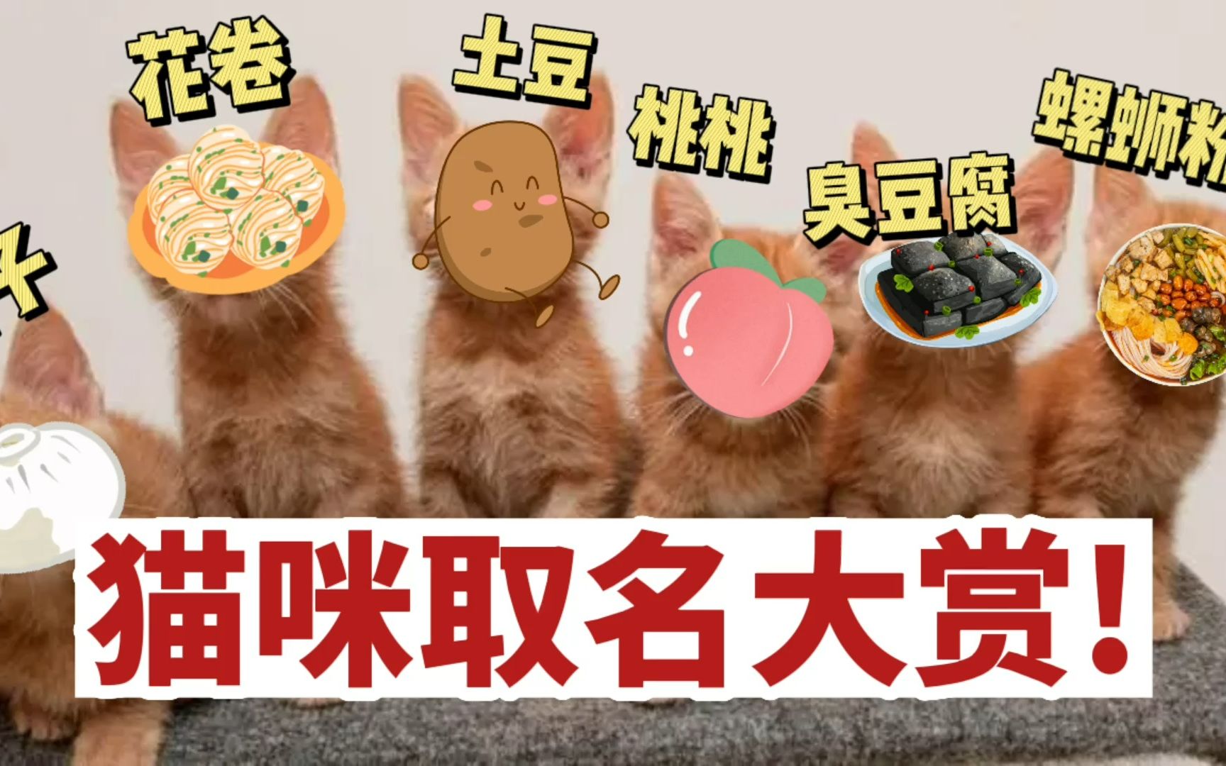 5种猫咪常见名字!看看你家猫上榜了没?在线蹲一个取名小天才!哔哩哔哩bilibili