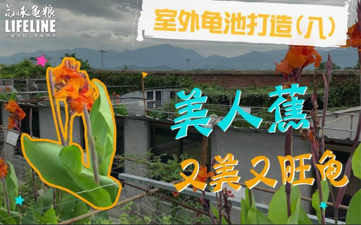 室外龟池打造(八)|好的龟龟饲养环境龟易养 这种又美又易种植的植物强烈推荐!!!!哔哩哔哩bilibili