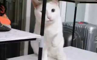 【个人向】手机里自家猫咪短视频拼接