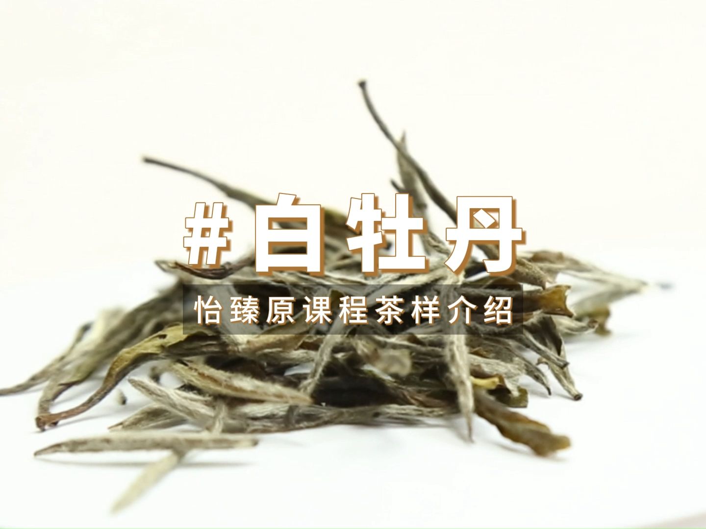 适合女生喝的茶!揭秘白牡丹魅力,老茶客为何偏爱这"花仙子"?