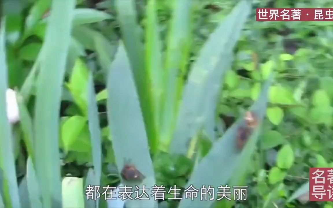 [图]【文学分享】名著导读《昆虫记》┅