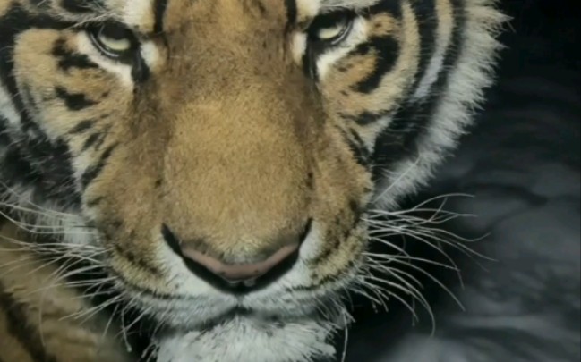 三宝坏心眼子也是多,旁边走好好的挨了一巴掌-东北虎小虎哥黑龙江