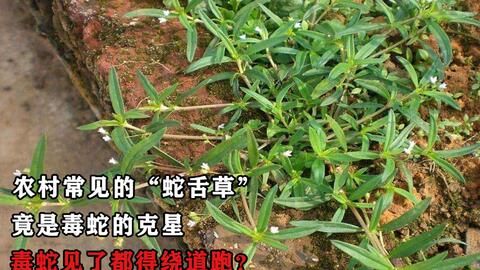 它是抗癌奇药白花蛇舌草 有清热解毒 消痈散结的功效 哔哩哔哩 Bilibili