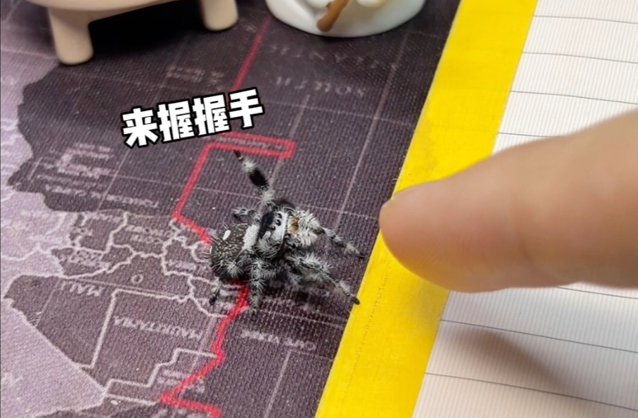 养之前也不知道小蛛这么可爱啊