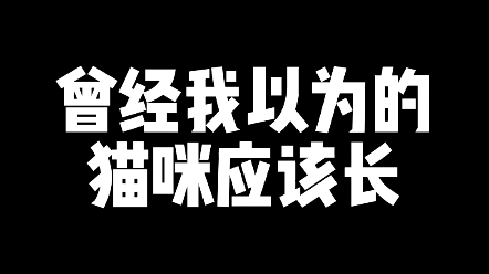 [图]曾经我以为的猫咪应该长