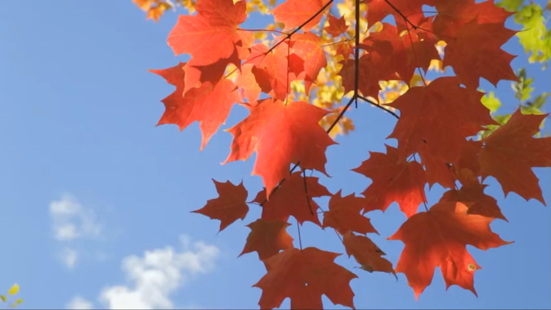 《只有情永在》是一首合唱歌,原来单人唱感觉也很棒!