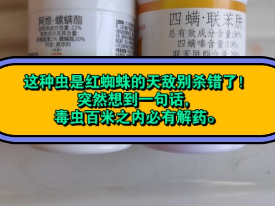 月季打药.看评价说我杀错了虫,大赤螨是红蜘蛛天敌是益虫啊.这种惭愧永生难忘.突然想到一句话,毒虫百米之内必有解药.买月季小苗先去看我动态置...