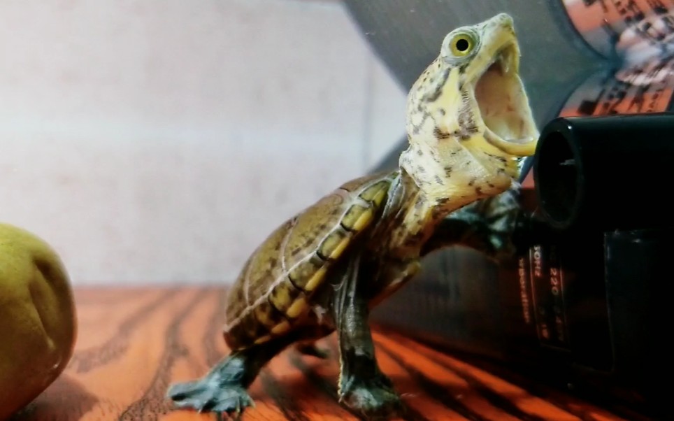 6000块买来的窄桥蛋龟入缸三天记录 带你震撼领略窄桥的嘴到底能张开