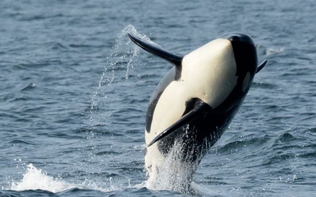 虎鲸真是个人来疯看到两脚兽激动地仰泳跳跃