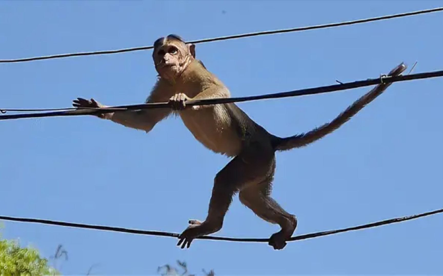 猴子淘气爬到高压线上,瞬间变成火猴,镜头记录全过程