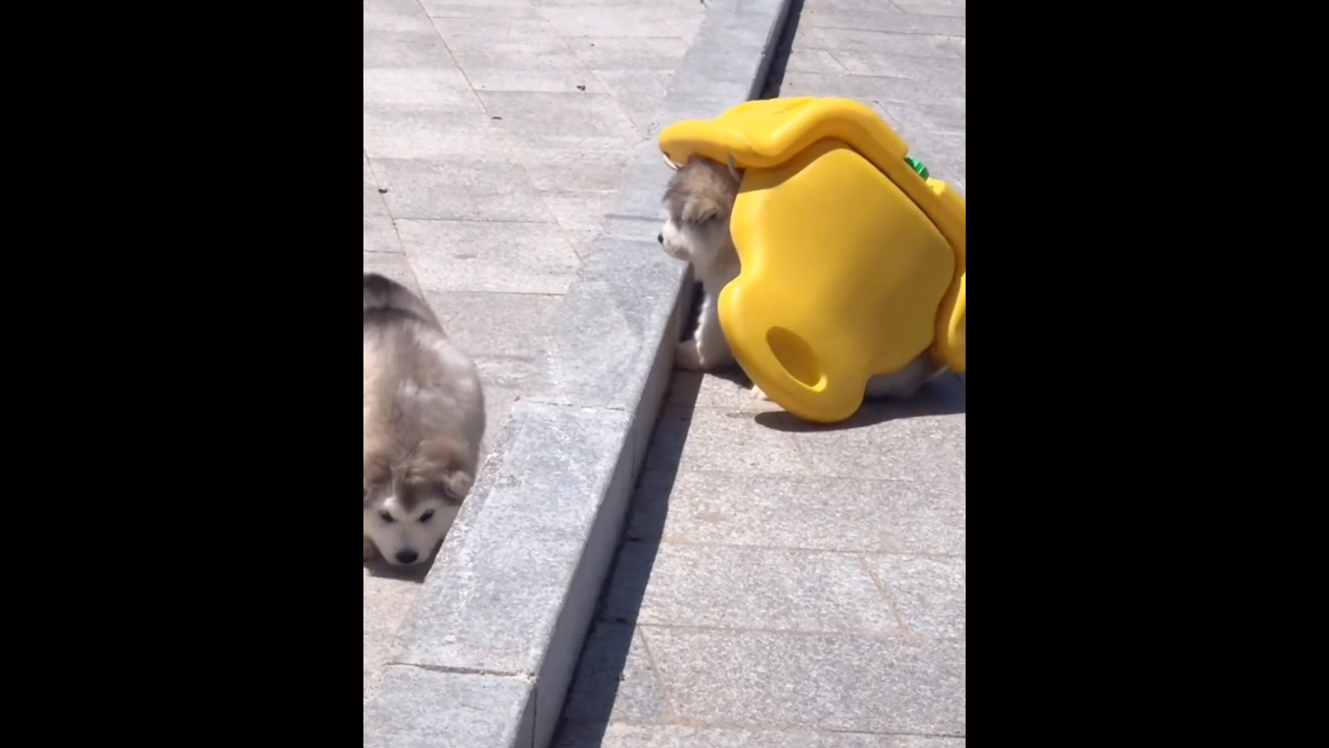 狗狗翻车现场大赏