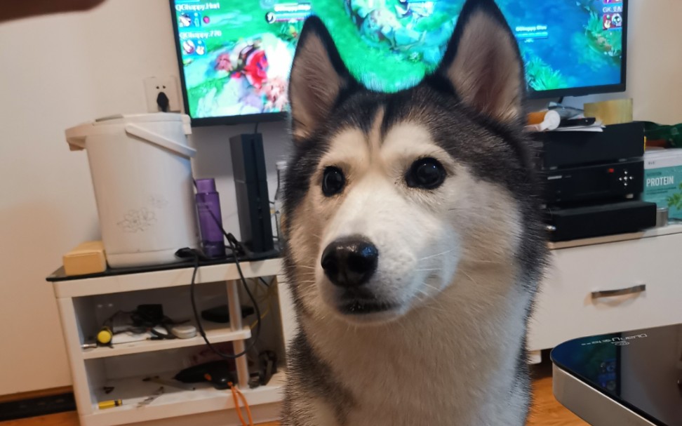 【队长】为了一口吃可以变成对对眼的哈士奇感受一下.