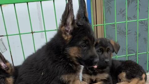 农村狗市淘一只弓背的德国牧羊犬需要多少可以带走呢 哔哩哔哩 Bilibili