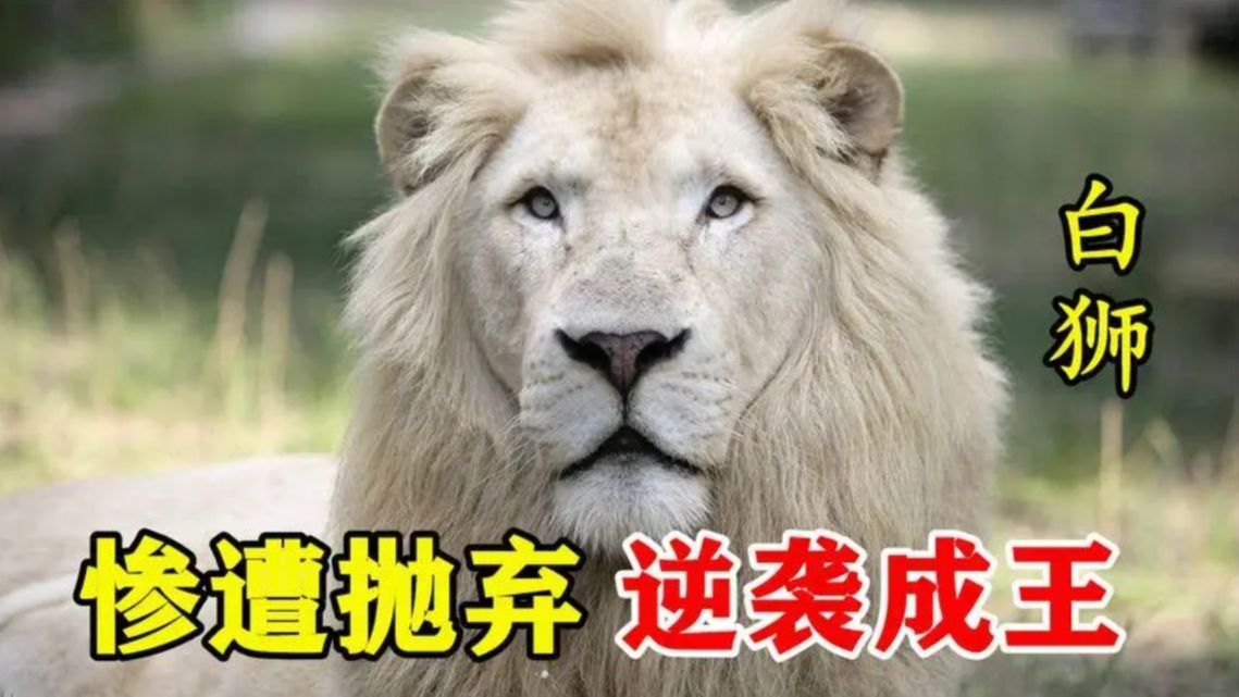 白狮因与众不同的外表遭到族群嫌弃,最终历经坎坷逆袭成王