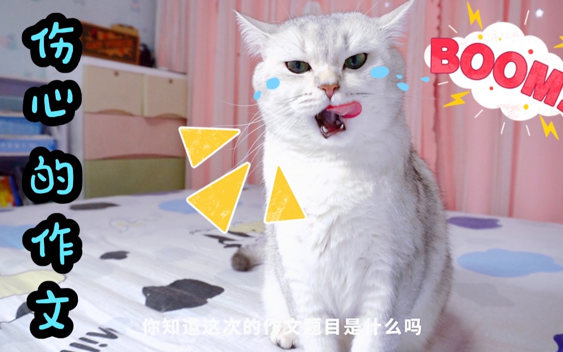 猫咪作文考了零分,竟然都是主人的错,太伤心了哔哩哔哩bilibili