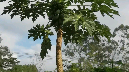 老家旁边的菜田的大木瓜树