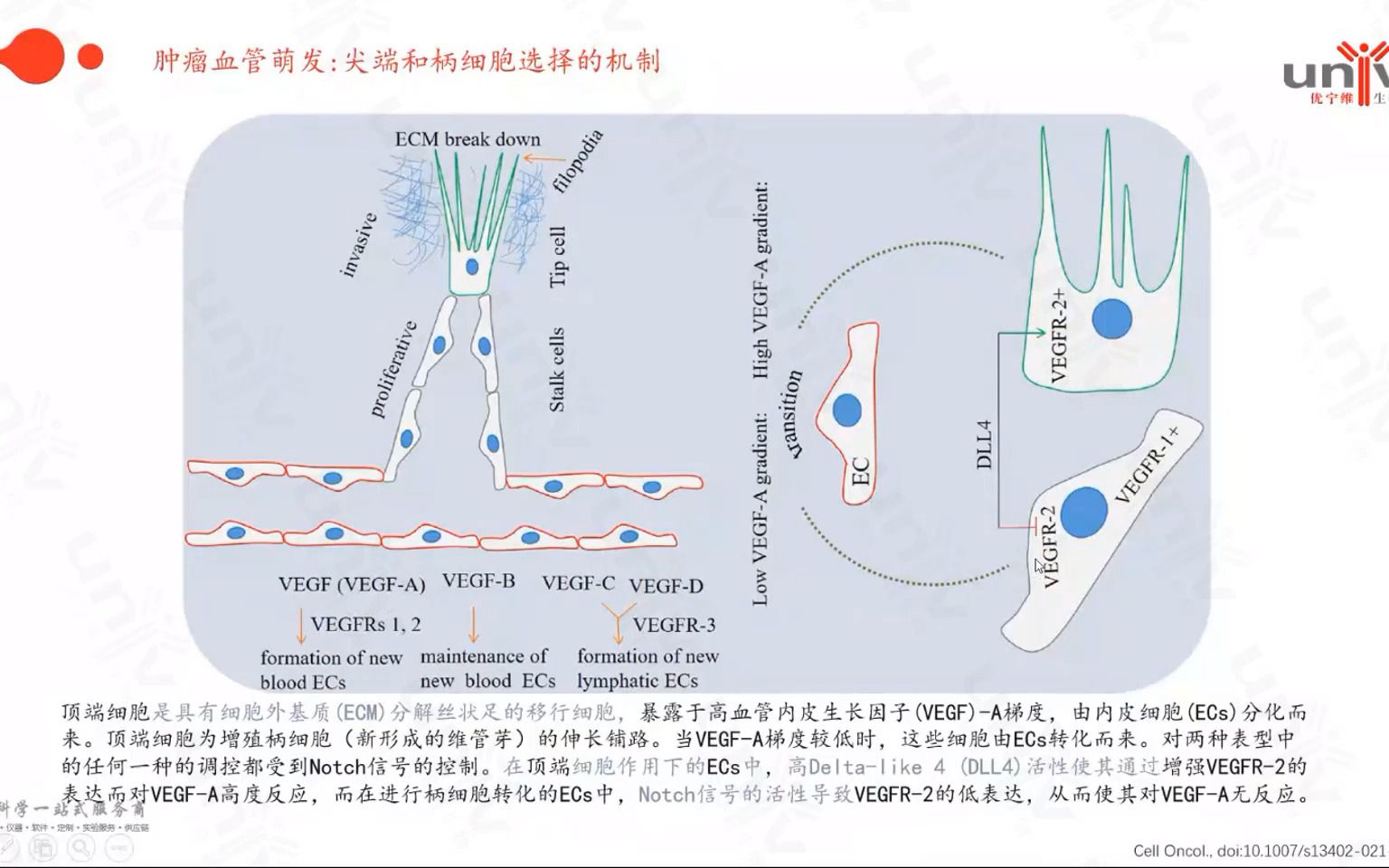 Tumor Angiogenesis肿瘤血管生成相关研究介绍哔哩哔哩bilibili