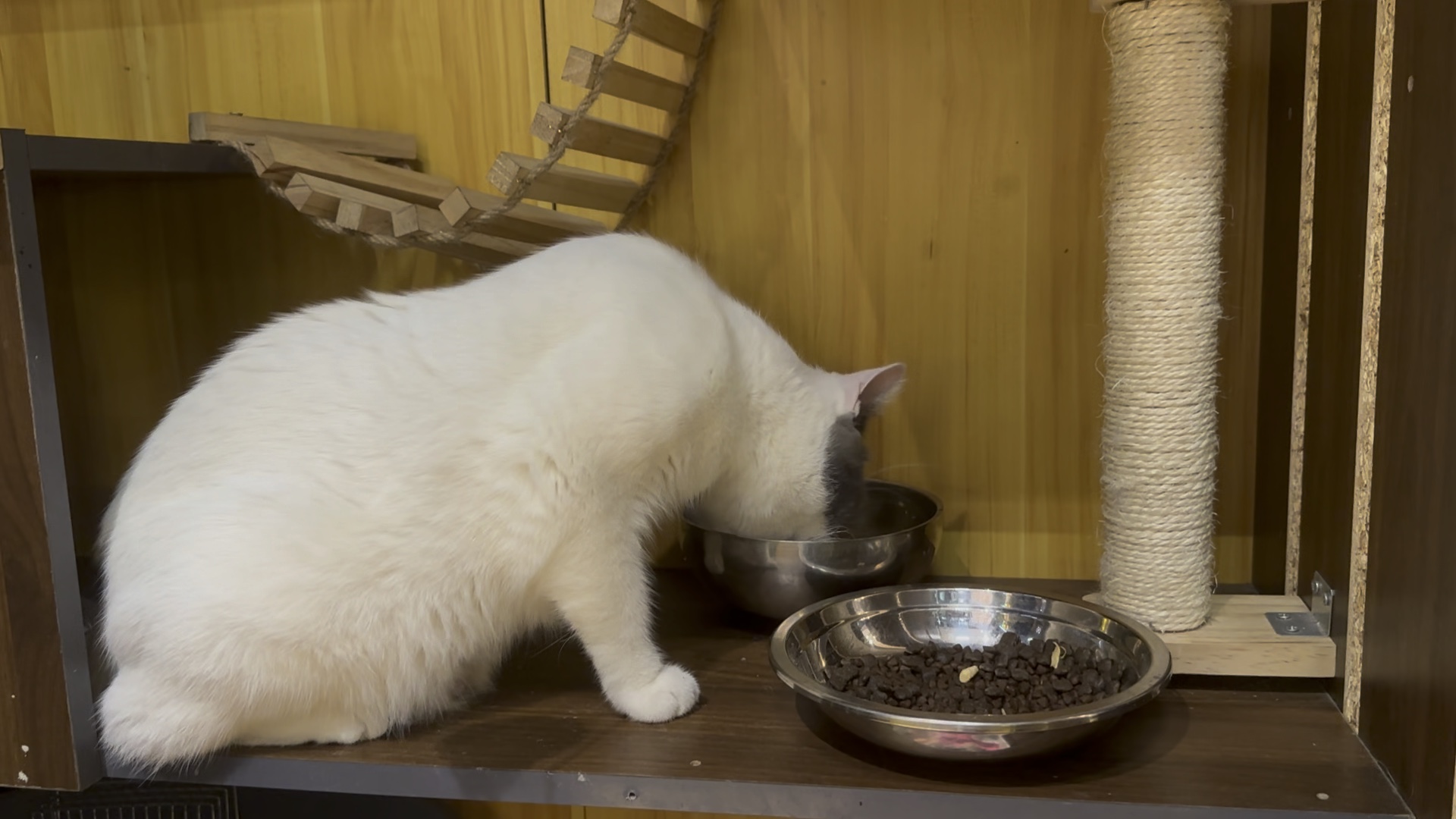 吃了两天止痛药了[软萌兔-表情包_害怕] 明天估计还是会咕咕01兄弟