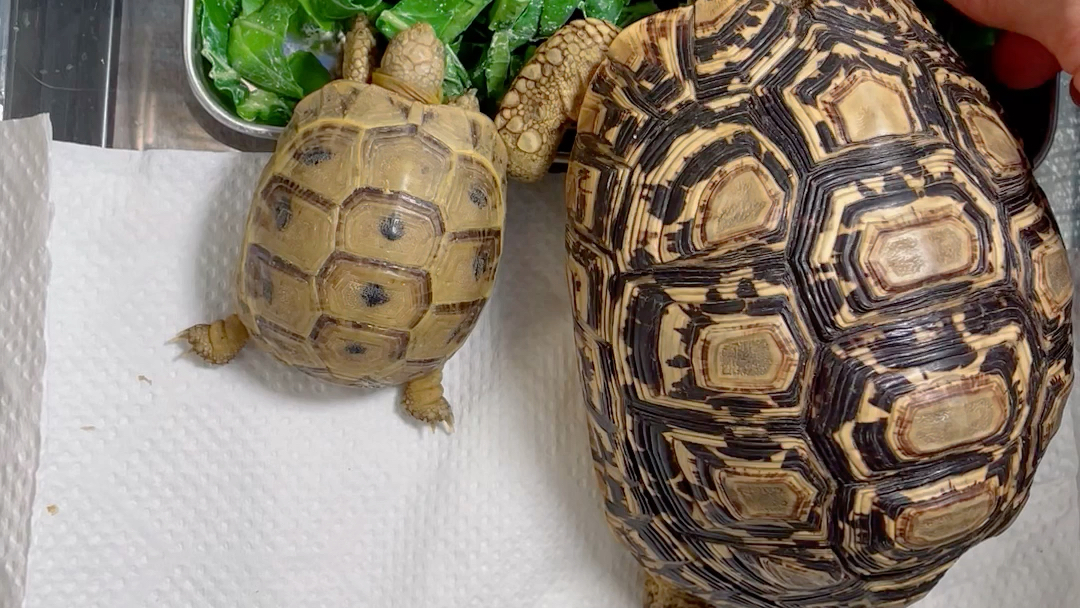 陆龟 豹纹陆龟 希腊陆龟 开饭啦