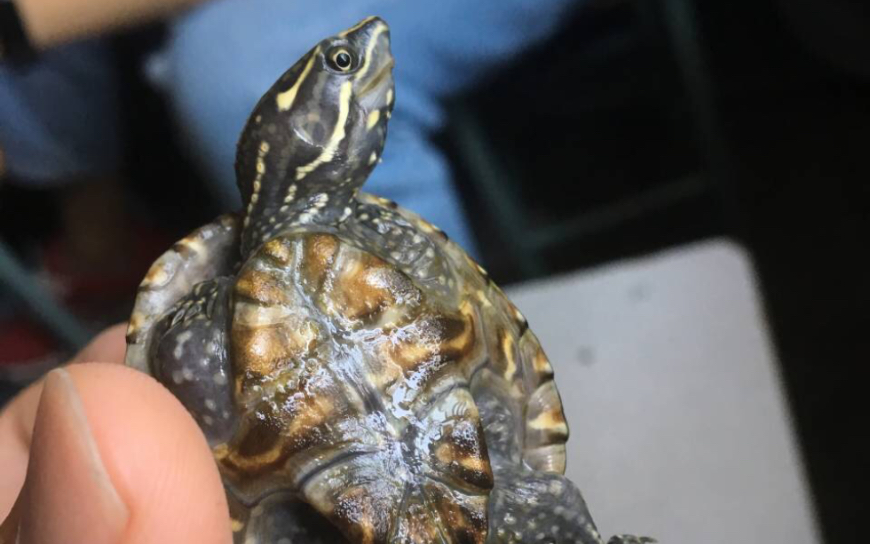 精品放射纹浅色麝香龟喂食