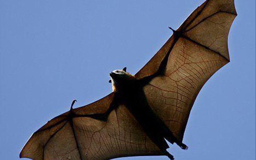 大半夜家里飞进来一只蝙蝠是什么感觉?up生死会_哔哩哔哩_bilibili