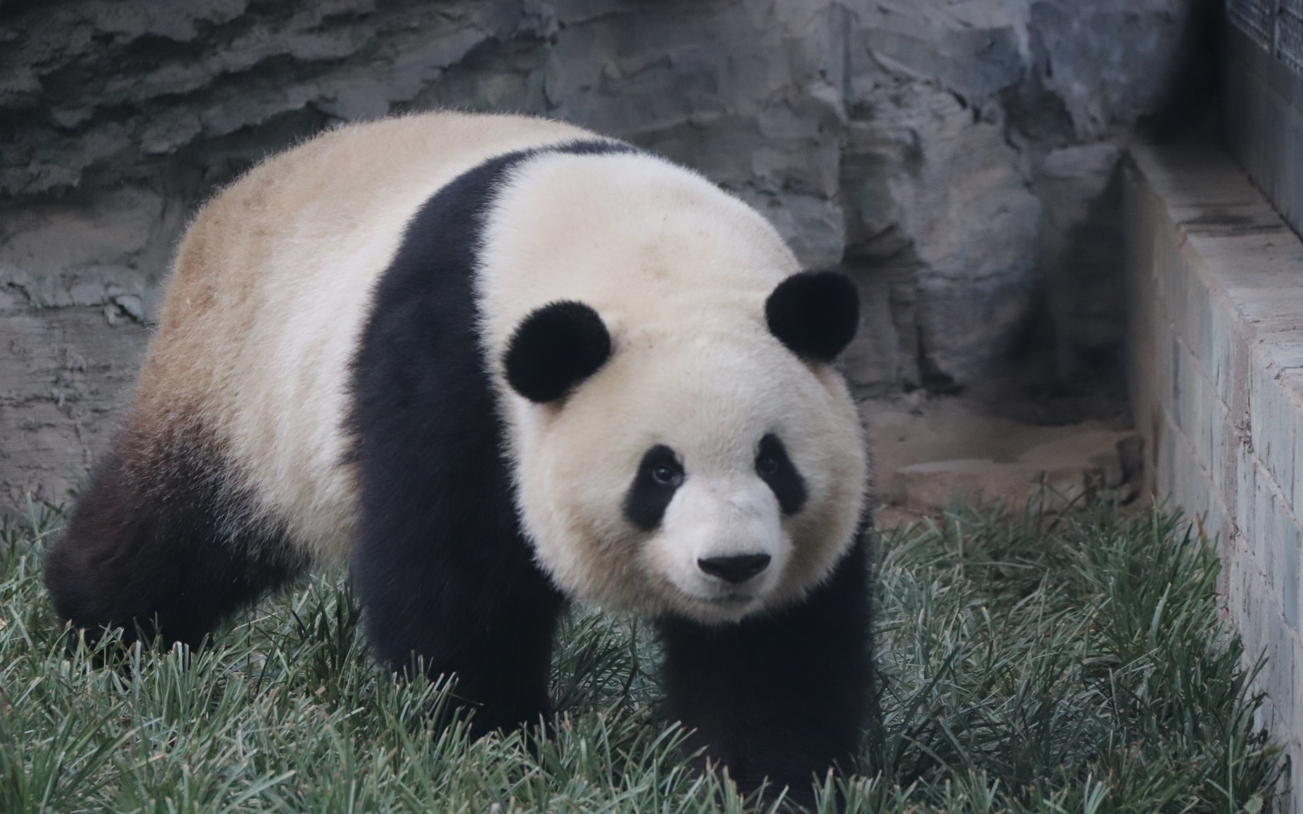 【大熊猫萌兰】你咋这么好看呢,小胖砸^o