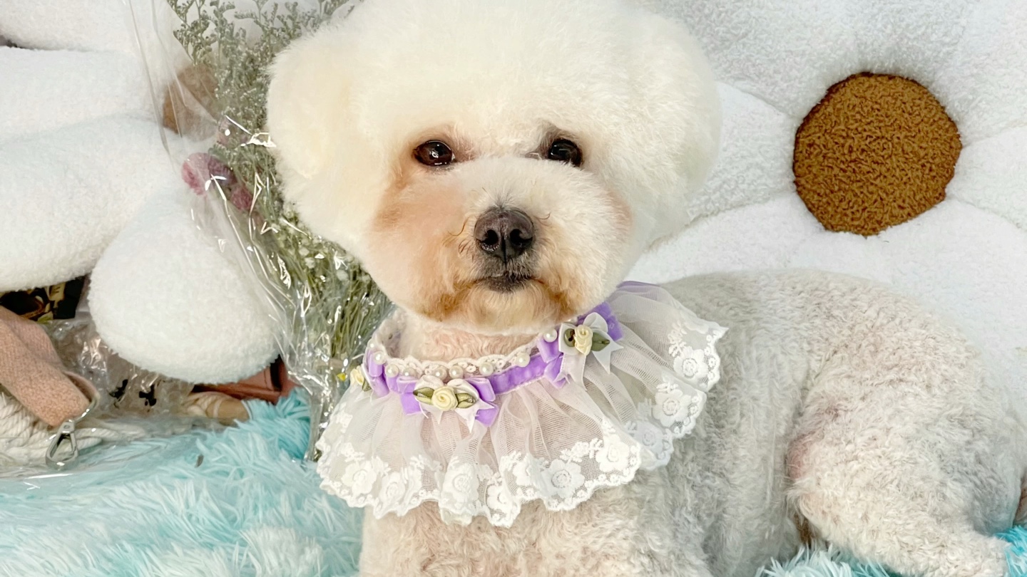 比熊犬普剪造型