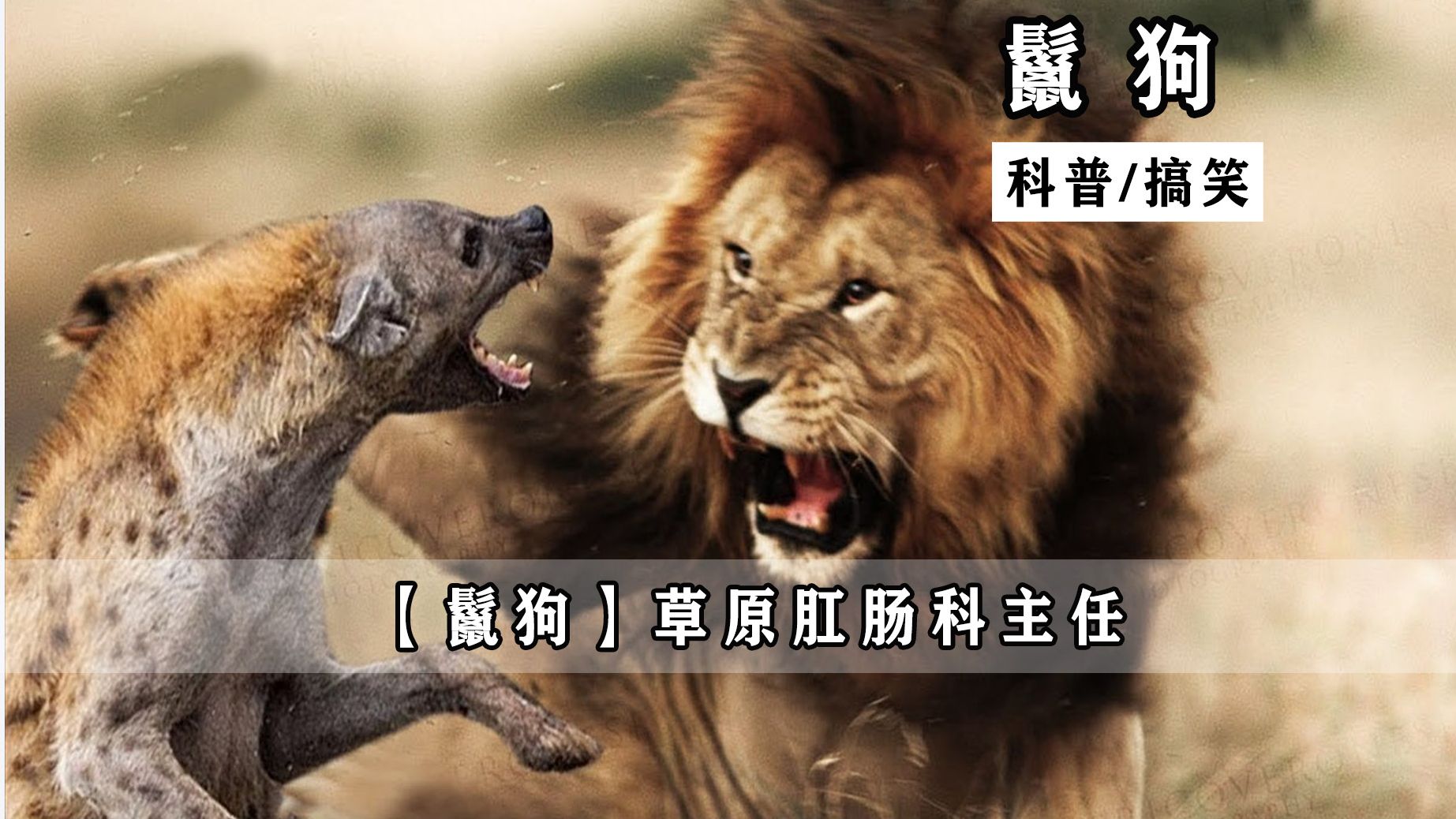 狮子王vs草原二哥