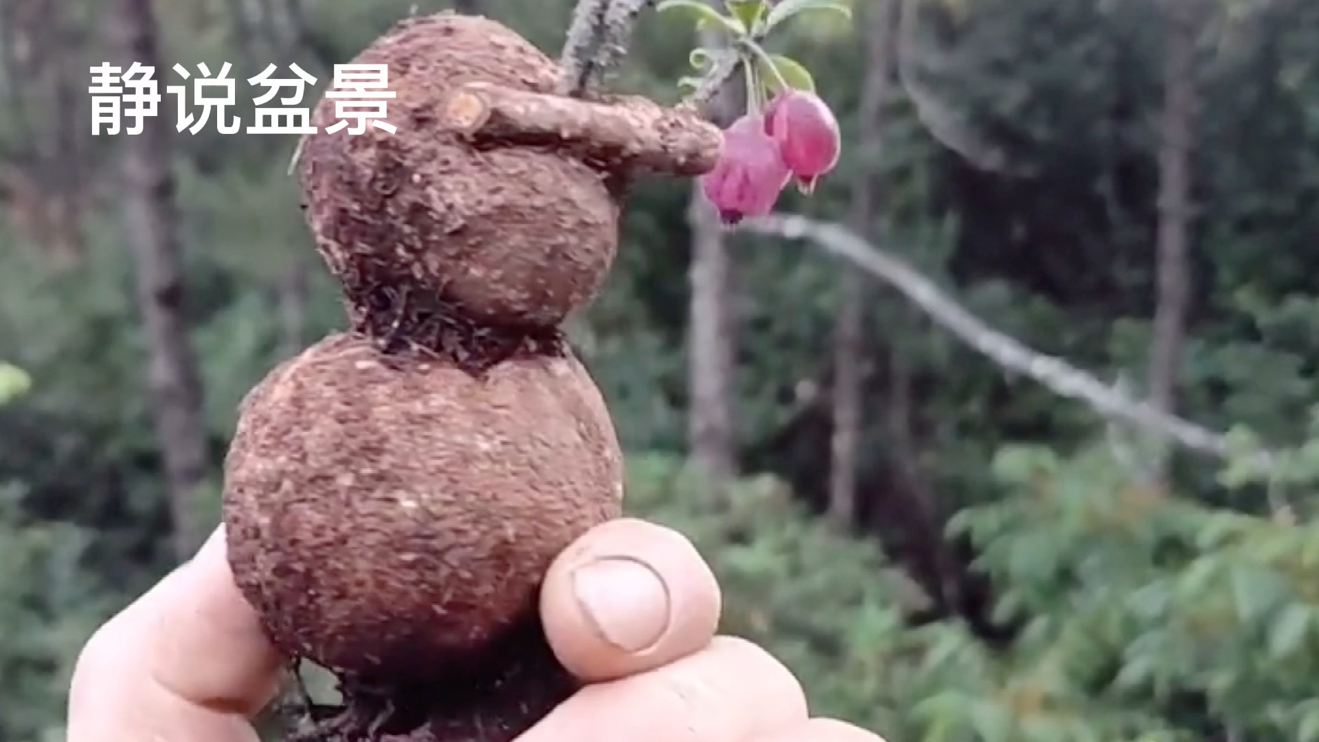 山里游玩发现五翅莓稀奇物种创作小盆景紫色果实晶莹剔透