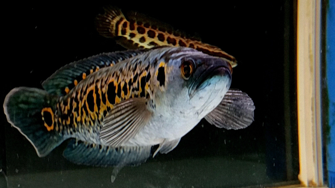 活动作品这条七彩海象算极品吗29616129