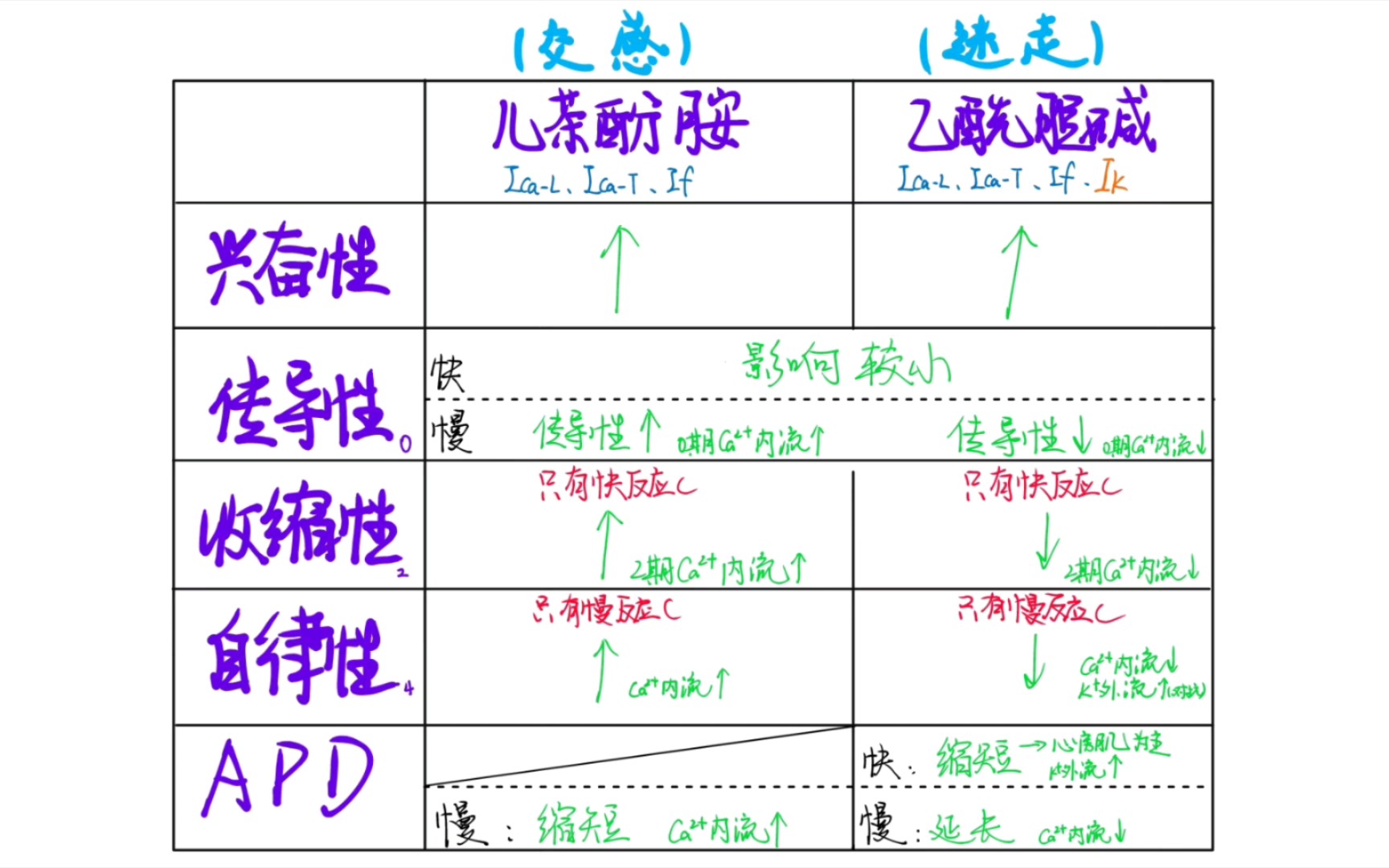 儿茶酚胺、乙酰胆碱对心肌电生理的影响(特性)哔哩哔哩bilibili