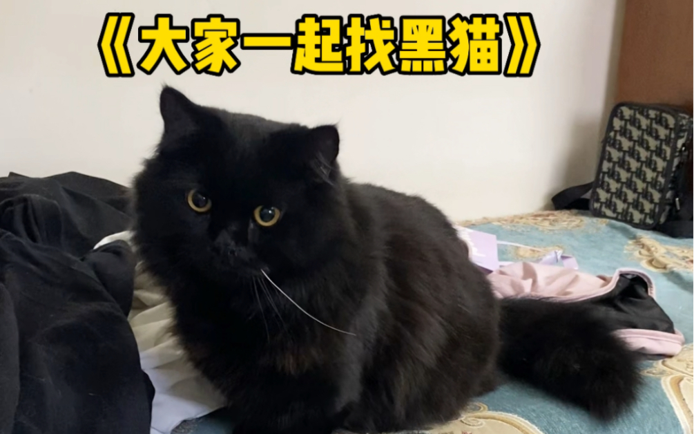 《大家一起找黑猫》来看看你能找到几次?哔哩哔哩bilibili