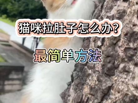 猫咪拉肚子怎么办最简单方法哔哩哔哩bilibili