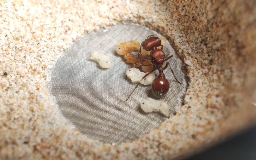 送走了好一段时间的栗红须蚁