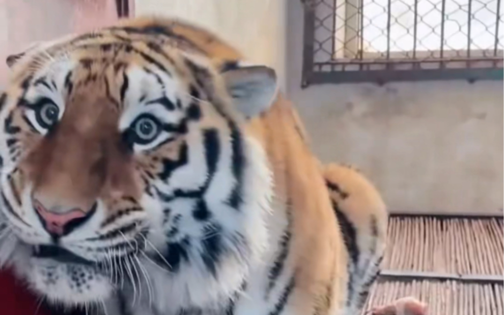 虎子被铲屎的忽悠,由无辜到懵逼,再到暴怒,最后尴尬