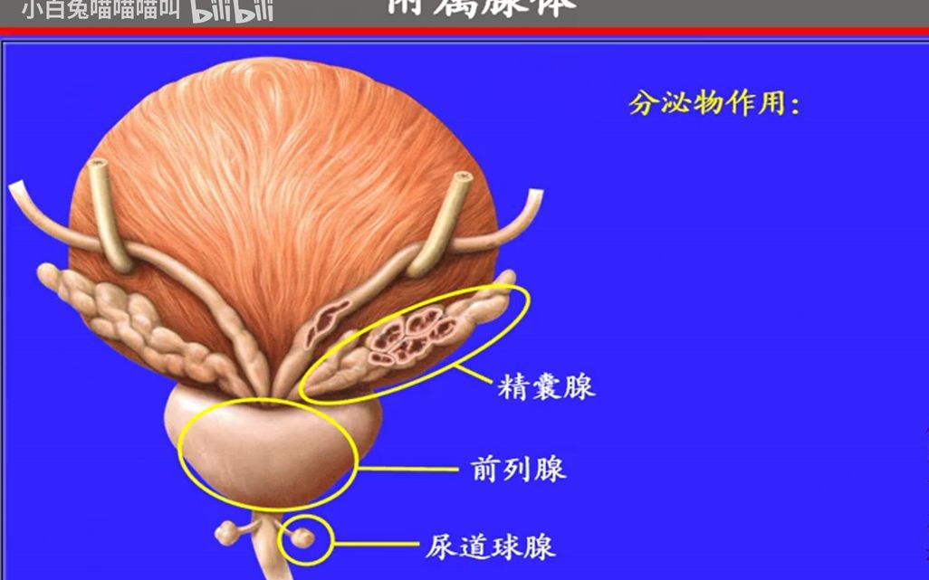 67.男性生殖系统——系统解剖学、局部解剖学——这一套就够了哔哩哔哩bilibili