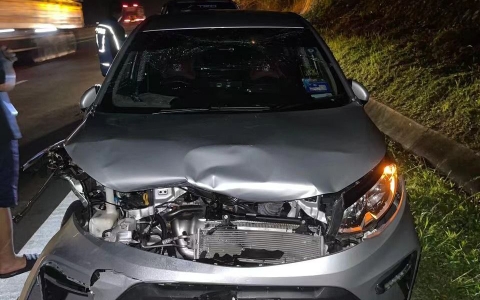 高速上一只老虎不幸被车撞击丧生