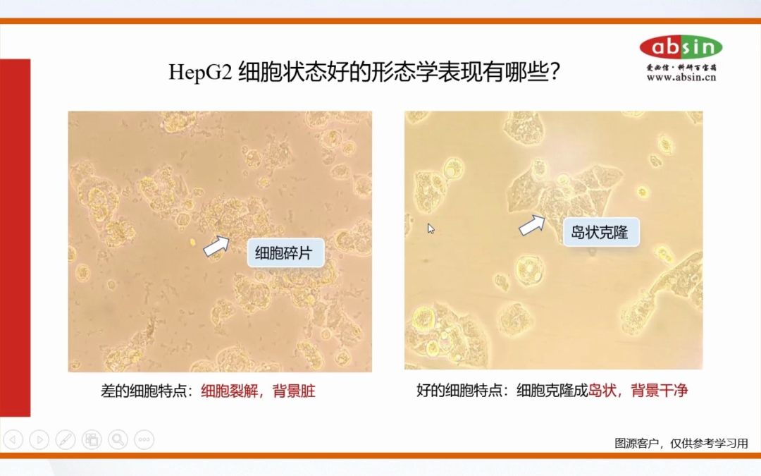 HepG2细胞培养攻略哔哩哔哩bilibili